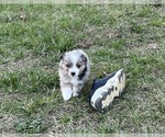 Small Photo #41 Miniature Australian Shepherd Puppy For Sale in SIGNAL MOUNTAIN, TN, USA