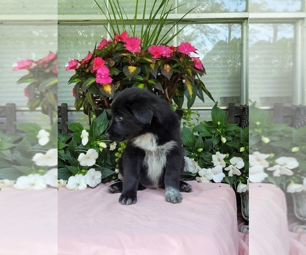 Medium Photo #4 Australian Shepherd Puppy For Sale in ROCKY FACE, GA, USA