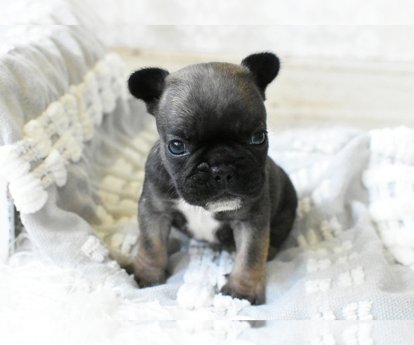 Medium Photo #7 French Bulldog Puppy For Sale in HOLDEN, MO, USA