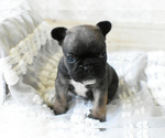 Small Photo #7 French Bulldog Puppy For Sale in HOLDEN, MO, USA