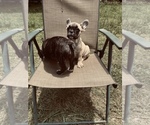 Small Photo #1 French Bulldog Puppy For Sale in PALMETTO, GA, USA