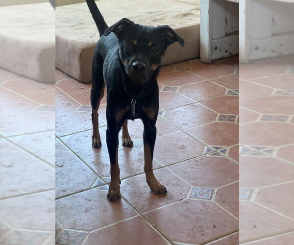 Medium Photo #2 Chihuahua-Unknown Mix Puppy For Sale in Fort Collins, CO, USA