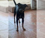 Small #1 Chihuahua Mix
