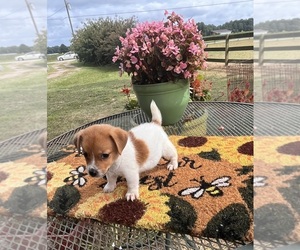 Jack Russell Terrier Puppy for sale in NASHVILLE, NC, USA