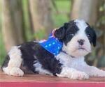Small Cavapoo