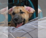 Small #1 Great Dane-Labrador Retriever Mix