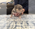 Small #5 American Bully