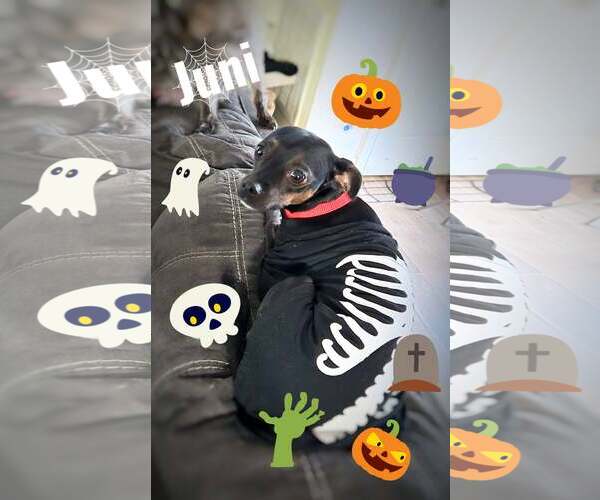 Medium Photo #2 Chipin Puppy For Sale in Spring Lake, NC, USA