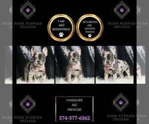 French Bulldog Puppy for sale in WARSAW, IN, USA