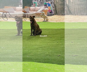 ELIOTT - Male Holland Shepherd-Plott Hound Mix Dog for Adoption - Photo #5