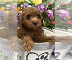 Small Cavapoo