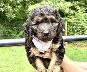 Goldendoodle (Miniature) Puppy for sale in ZIRCONIA, NC, USA