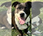 Mattison - Female Unknown-Welsh Corgi Mix Dog for Adoption - Small photo
