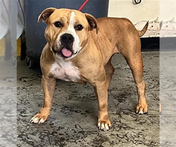 Medium Photo #1 American Pit Bull Terrier Puppy For Sale in Camarillo, CA, USA