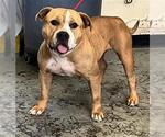 Small American Pit Bull Terrier