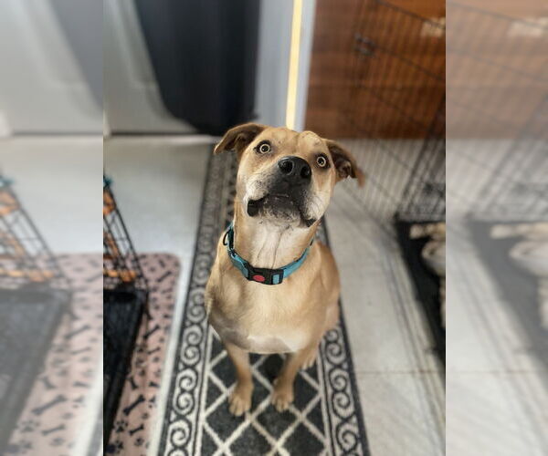 Medium Photo #3 Mutt Puppy For Sale in FRAMINGHAM, MA, USA