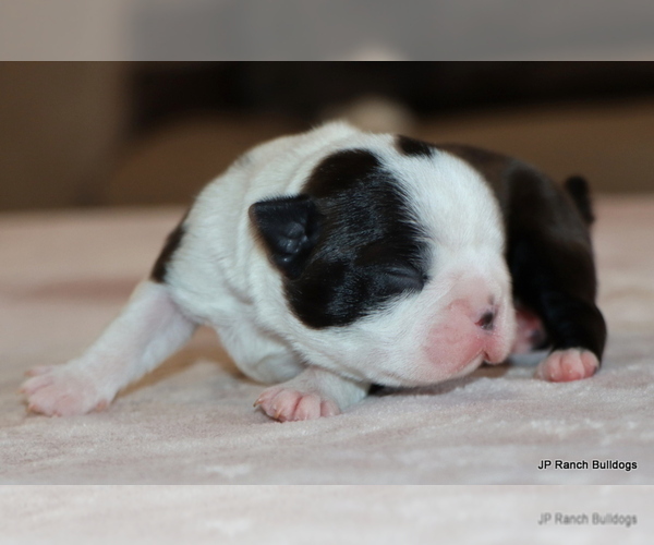 Medium Photo #4 Boston Terrier Puppy For Sale in WINNSBORO, TX, USA