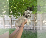 Small #1 Havanese
