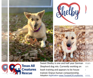 German Shepherd Dog-Unknown Mix Dogs for adoption in Lillian, TX, USA