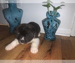 Small Photo #12 Akita Puppy For Sale in UNION CITY, GA, USA