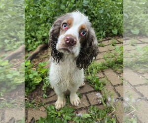 Cocker Spaniel-Spaniel Mix Dogs for adoption in Farmington, MN, USA
