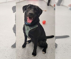 Borador Dogs for adoption in Wakefield, RI, USA