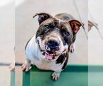 Small American Staffordshire Terrier Mix