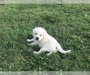 Labrador Retriever Puppy for sale in ROCKWOOD, TN, USA
