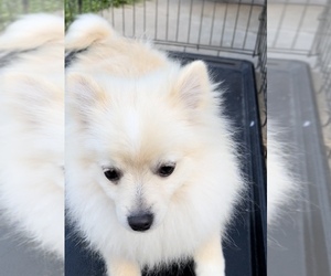 Pomeranian Puppy for sale in HIGHLAND, CA, USA