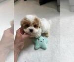 Small #4 Maltipoo