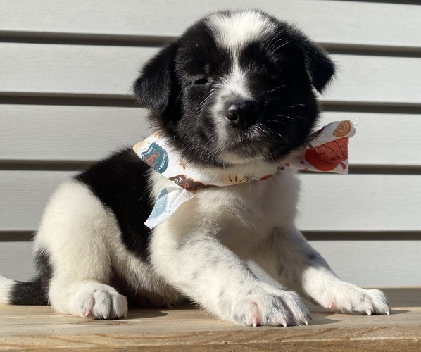 Medium Photo #33 Australian Cattle Dog Puppy For Sale in SMITHS CREEK, MI, USA