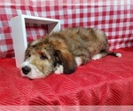Small Photo #10 Bernedoodle Puppy For Sale in BLACK FOREST, CO, USA