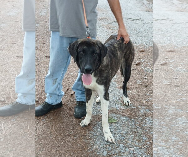 Medium Photo #5 Anatolian Shepherd Puppy For Sale in Murfreesboro, NC, USA