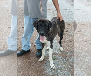 Sox - Male Anatolian Shepherd Dog for Adoption - Photo #5