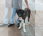 Small #4 Anatolian Shepherd