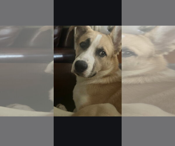 Medium Photo #2 Saint Bernard-Siberian Husky Mix Puppy For Sale in Marine City, MI, USA