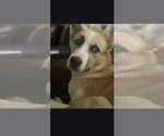 Small #1 Saint Bernard-Siberian Husky Mix