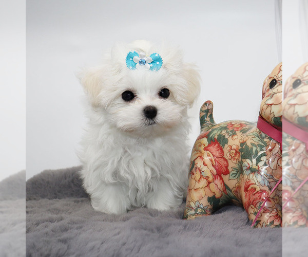 Medium Photo #3 Maltese Puppy For Sale in LOS ANGELES, CA, USA