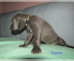Small Photo #13 Weimaraner Puppy For Sale in LAS ANIMAS, CO, USA