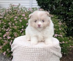 Small Photo #21 Pomeranian Puppy For Sale in GOSHEN, IN, USA