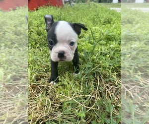 Boston Terrier Puppy for sale in FREDONIA, KS, USA