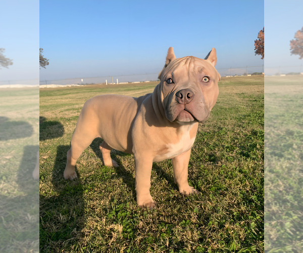 Medium Photo #1 American Bully Puppy For Sale in BAKERSFIELD, CA, USA