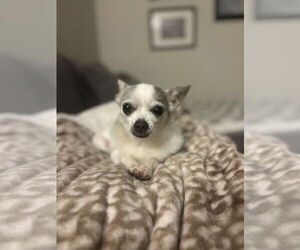 Chihuahua-Unknown Mix Dogs for adoption in Santa Clara, CA, USA