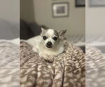 Small Chihuahua Mix