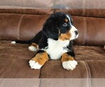 Small Photo #9 Bernese Mountain Dog Puppy For Sale in HORN CREEK, CO, USA