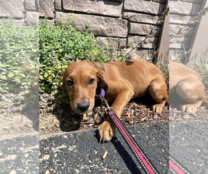 Mutt Dogs for adoption in Sterling, MA, USA