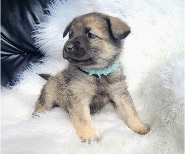 View Ad: Norwegian Elkhound Puppy for Sale near Michigan, ELMIRA, USA ...