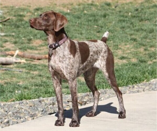 Medium Photo #1 German Shorthaired Pointer Puppy For Sale in MERIDIAN, ID, USA