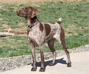 Mother of the German Shorthaired Pointer puppies born on 07/21/2022