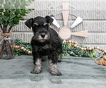 Puppy Bev Schnauzer (Miniature)